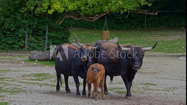 Family of Aurochs, Heck cattle, Bos primigenius taurus, claimed to resemble the extinct aurochs. Domestic highland cattle