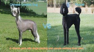 Comparing Chinese Crested Dog and Poodle: A Comprehensive Guide