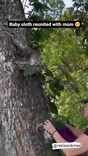@best_sloth_lover on Instagram: "That tiny squeal of baby sloth... 😭🥺 Via insta: @jaguarrescuecentercr This video has been recorded by rescuers of JRC (Jaguar Rescue Center). One of the volunteers found the sloth baby lying on the floor, so they took it to medical for checkup. Once they realised everything was good, they recorded this cute little baby's cry and played it under the tree in which sloth mom was present. This method of getting sloth mom's attention has been developed by them and h