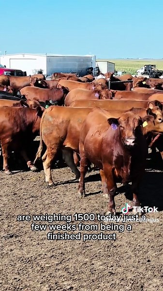 Exploring Our Red Angus Cattle in the Feedlot