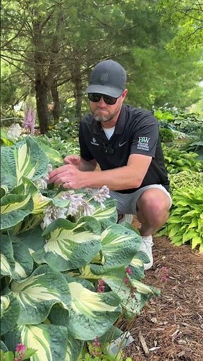 Edible Hosta Flowers | Walters Gardens