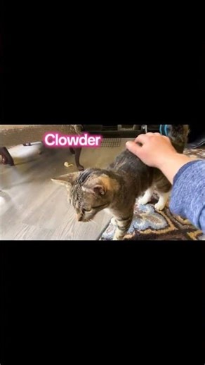 Video of adoptable pet named Clowder