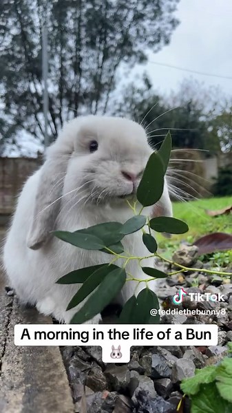 A Day in the Life of a Bunny: Exploring Outdoors and Finding Treats