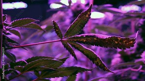 Cannabis Plant in Bloom with a Magnesium Deficiency Leaf Close Up. Indoor medical marijuana grow, Girl Scout Cookies strain.