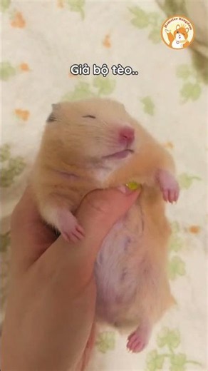 Bé chuột hamster thích giả bộ 🐹 #Shorts