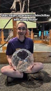 Meet our Ambassador Chinchilla POPPY on National Chinchilla Day | Orlando Science Center