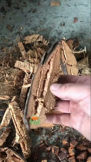 Coconut Husk Cutting Machine | High-Efficiency Dry Husk Processing | Easily Produce Quality Chips