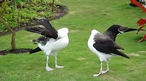 Laysan Albatross Courtship Dance | El Konstantinos