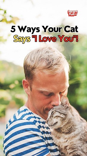 25K views · 480 reactions | 5 Ways Your Cat Says “I Love You” ♥ #catlover #catlife #cats #meow #catstagram | iHeartCats.com | Facebook