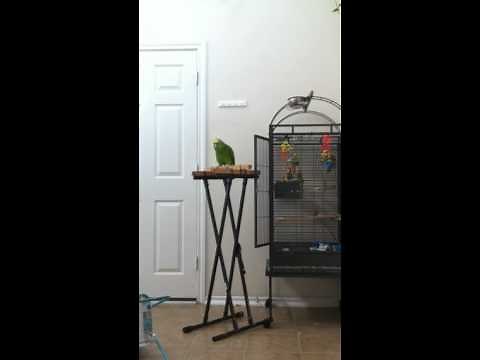 Amazon parrot singing and screaming (LOUD)