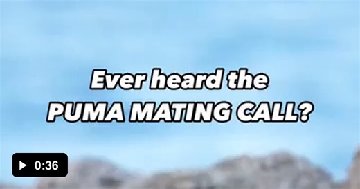 That mating call is something else - Video