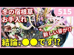 冬の宿根草のお手入れについて by 園芸チャンネル 515 園芸 ガーデニング 初心者