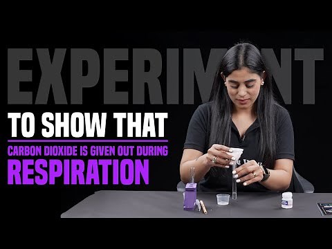 Experiment to show that Carbon Dioxide is given out during Respiration....