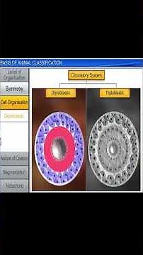 Basis of Animal Classification | NEET & CBSE Biology Animation PART 04