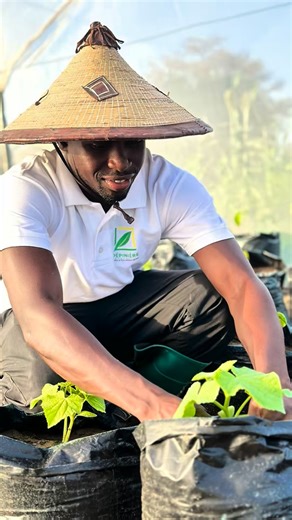 Concombre 🥒 : La Culture à cycle court qui séduit les producteurs — avec El Bachir Diouf #pépinièresénégal #jardinage #agriculture #concombre | Pépinière Sénégal
