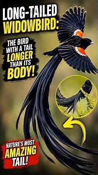 Unique Stories of Amazing Long-Tailed Widowbird: The Bird With a Tail Longer Than Its Body!