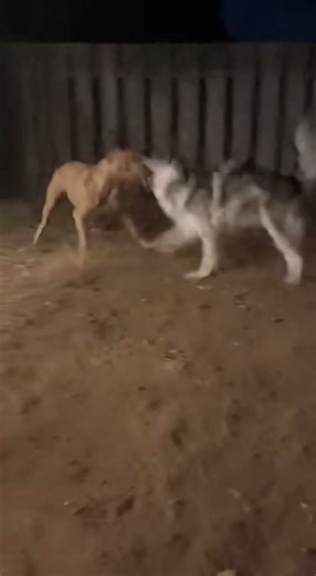 Wolf Charges Backyard — Pit Bull Fights Back in Brutal Close Combat!#wildanimals #dog #pitbull #wolf