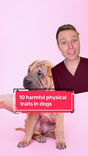Understanding Unhealthy Dog Breeding Practices