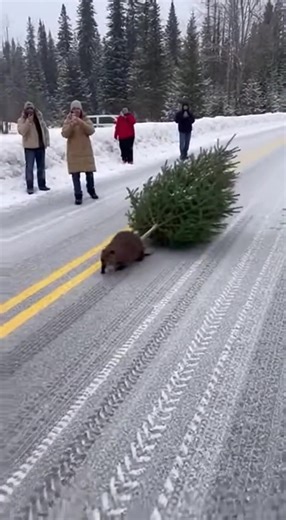Bro really said “I’m not paying $80 for a tree at the store” 🎄🦫 The dedication is real! 😂 #christmas #beaver #funny #wildlife #fyp