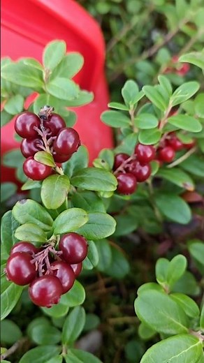 Vaccinium vitis-idaea - Lingonberry, partridge berry, foxberry, mountain cranberry LINGONBERRY 🇫🇮