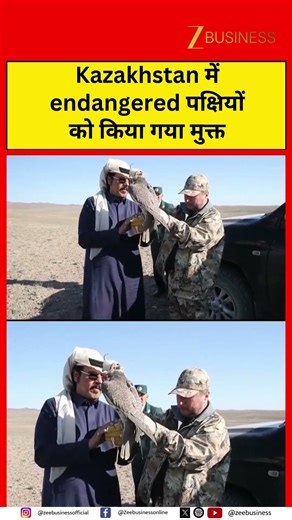 Endangered Saker Falcons Freed in Kazakhstan | Big Wildlife Success