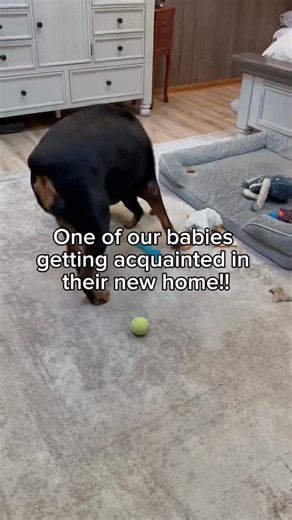 4.1K reactions · 94 shares | New babies getting acquainted is one of our favorite things to see!! We are so honored that our Rottie fams, old and new, keep choosing us as their breeder. We love what we do!! #rottweiler #rottweilersofinstagram #rottweilerlove #rottie #rottweilerpuppy #rottweilerlife #rottweilernation #rottweilerlovers #rottiepuppy #rottweilergram #rottweilerdaily #rottweilerworld #rottweilercommunity #rottweilerobsessed | Riverview Ranch Rottweilers | Facebook
