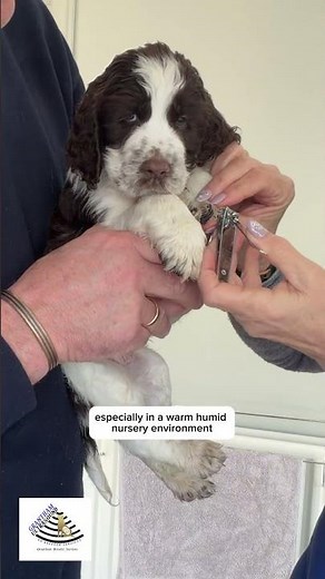 Puppy Nail Trimming Routine - why it matters for litters