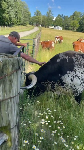 Tommy Two being friendly today! #farmlife #cows #longhorns #animals #cattlefarm #rotationalgrazing
