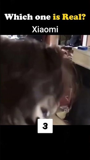 Cat Ringtone #humor #ringtone #samsung #xiaomi #iphone #2024