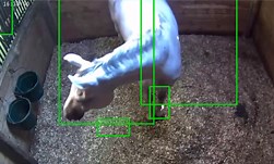 Using AI to Monitor Horse Safety | NVIDIA Technical Blog