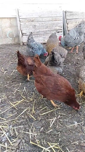Snow's Gone! Chickens Out Early on a Warm Day #backyardchickens #bielefelderchickens #barredrock