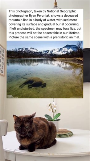 A National Geographic Photographer Caught A Mountain Lion In The Process Of Fossilizing #Nature