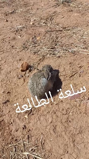 Dog and Rabbit Interaction in Nature