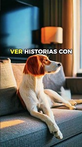 What does your dog watch on TV? 🐶📺 The truth about their vision #dogs #funfacts