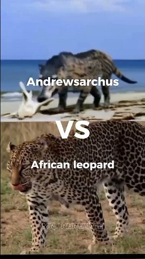 Andrewsarchus VS All big cats #shorts #whoisstrongest