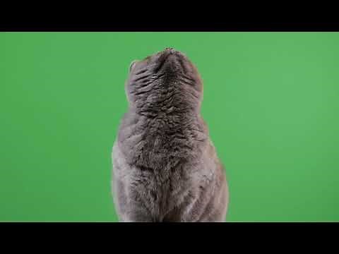 CAT DANCING 4K GREEN SCREEN / GREEN BACKGROUND FOOTAGE
