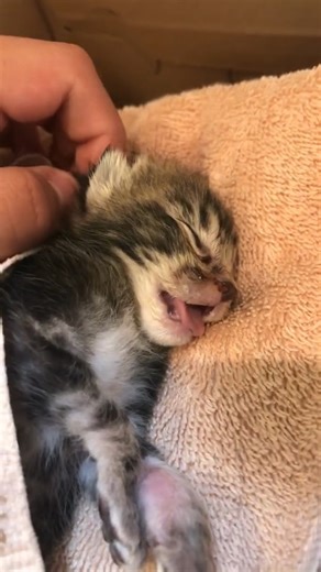 My Dying Kitten | Baby Cat