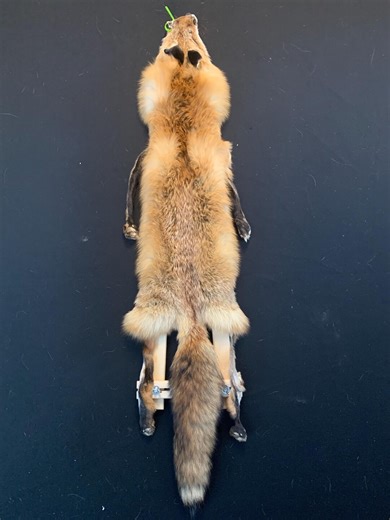 Red Fox Pelt With Legs BFFX25-77 - Etsy