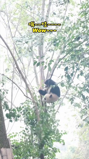 Funny Panda Falls Compilation | Cute Panda Fail Moments