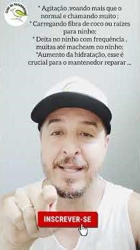 How can you tell if a female collared dove is getting ready to mate?