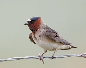 American cliff swallow - Alchetron, The Free Social Encyclopedia