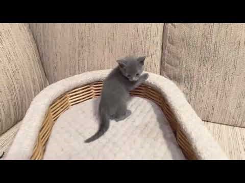 Ermak Russian Blue Male