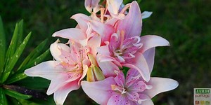 Lys asiatique: plantation, entretien. Tous les conseils pour les plantes vivaces fleuries