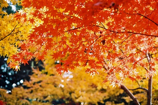 紅葉(もみじ)と楓(かえで)の違いって何？見分け方は？