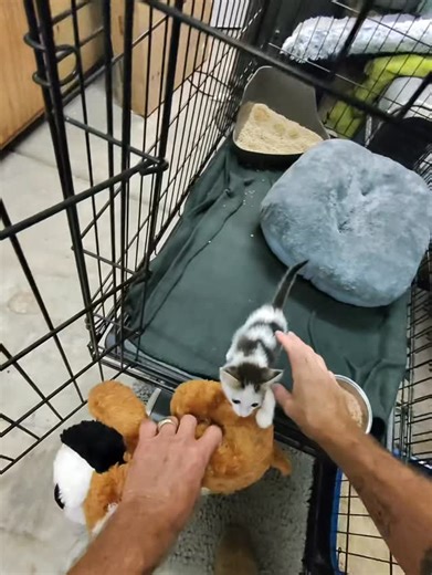 93K views · 7.6K reactions | Chickpea is old enough to give up his bottle but he is still refusing to eat. He’s getting “bottle aggression” a clear sign it’s time to give up the nipple. Any day now he’ll be eating solid food. #davidloop65 #cat #catlife #catlover #kitten | David Loop | Facebook