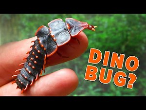 I discovered a PREHISTORIC Beetle!?
