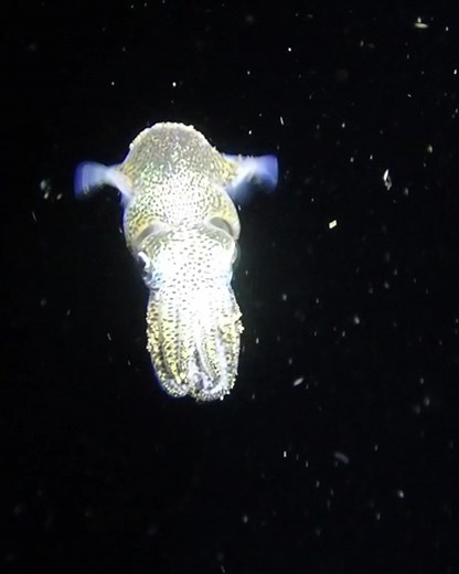 Despite their small size, bobtail squids are skilled at using jet propulsion to move quickly through the water. They can expel water forcefully from their mantle cavity to propel themselves forward. #squid #ocean #uw #sdi #sea #marinelife | Critter Hunter