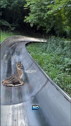 Shy Baby deer throwing a tantrum