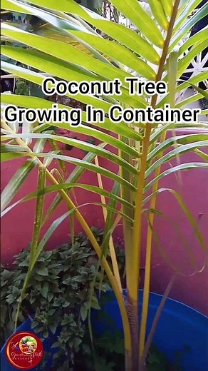 Grow Coconut Tree In Container