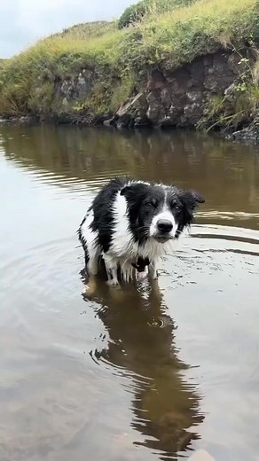 Splashing around is a Border Collie's favorite game!� 🐾 #BorderCollie #DogLovers #WaterPlay #PuppyFun #DogsOfInstagram #PetPhotography #ActiveDogs #NatureLovers #DogLife #FurryFriends #DogAdventures #PlayfulPaws #WaterLovers #DogJoy #PupsAndWater | Border Collie Lovers